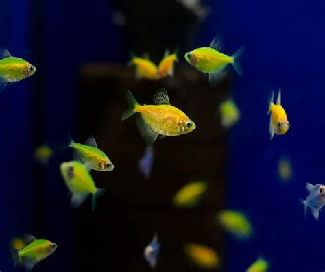 How Big Will Glofish Get at Anna Manning blog
