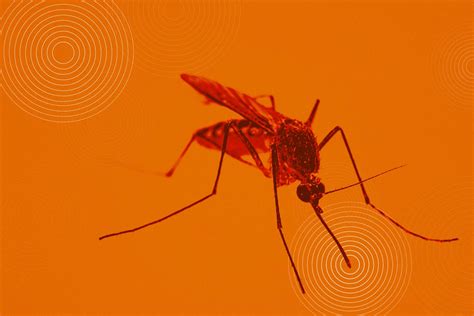 Dengue Virus Hijacks Mosquito Saliva To Spread Sickness Mirage News