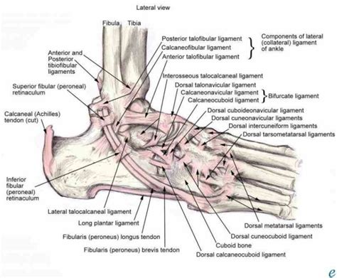 Up Two Joints Subtalar Joint And True Ankle Anatomy Of The Ankle Joint Anatomy The Joint