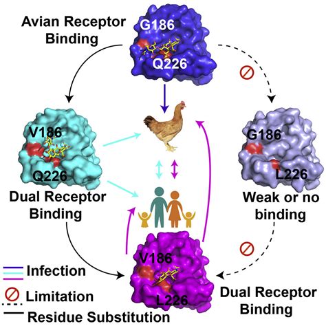 Avian To Human Receptor Binding Adaptation Of Avian H7n9 Influenza