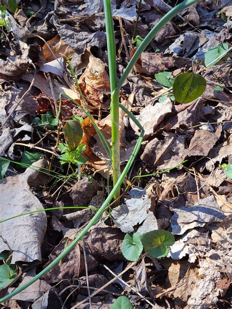 Meadow Garlic Herb Plant Profile Weeds And Deeds