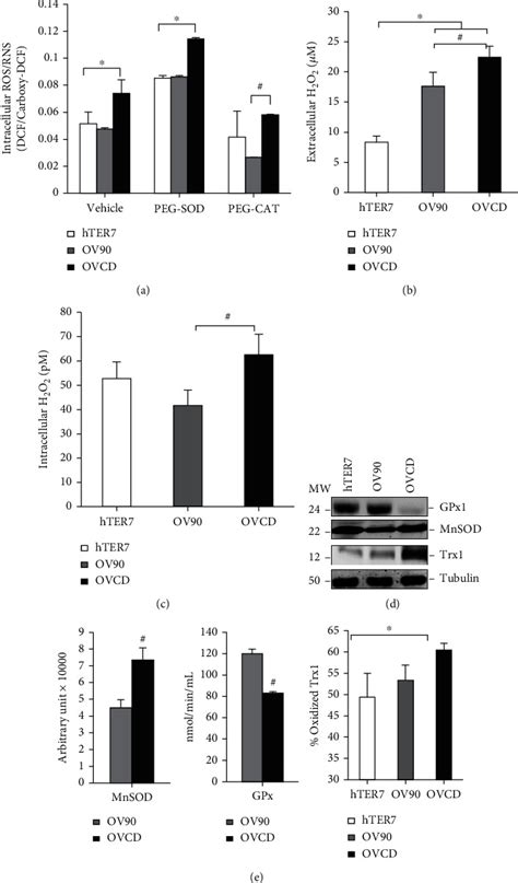 Ov Human Ovarian Cancer Cell Lines Atcc Bioz