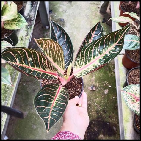 Jual Aglaonema Pride Of Sumatra Pos Shopee Indonesia