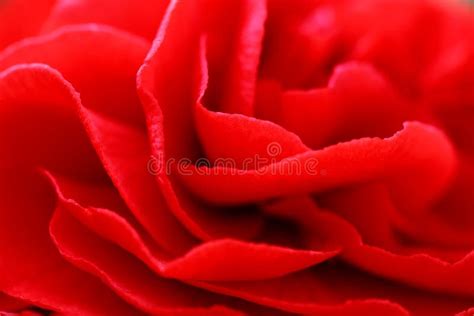 In fiore rosso immagine stock. Immagine di bello, colori - 42030187
