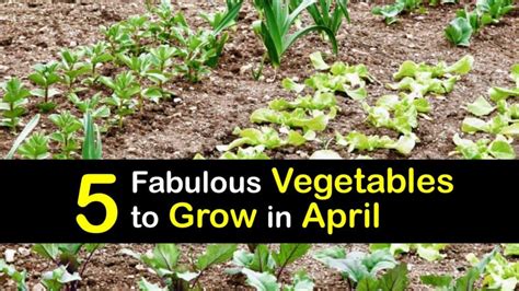 April Grown Vegetables What Veggies Should Be Planted In April