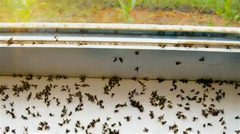 Ecco Motivi Per Cui Coltivare La Menta In Casa Giardinaggio E Consigli