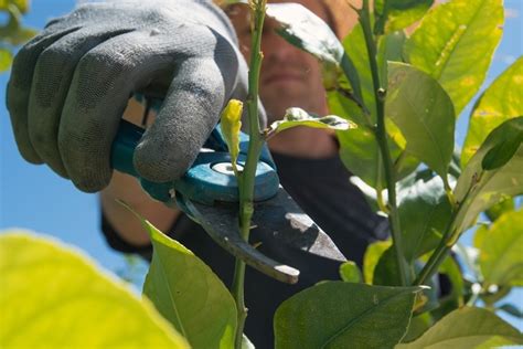 How To Prune A Potted Lemon Tree?