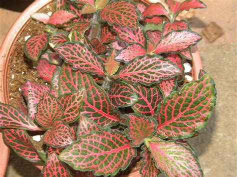 Fittonia Red Angel plant stock photo. Image of branch - 120217802
