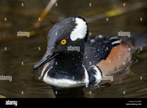 Male Hooded Merganser Stock Photo - Alamy