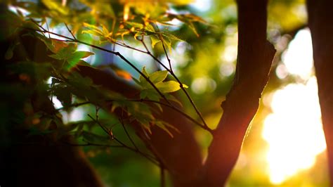 Wallpaper Summer, trees, bokeh, leaves, sunlight 1920x1200 Picture, Image