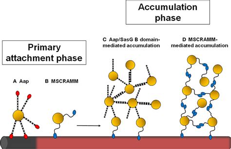 Schematic Diagram Showing The Stages Of Staphylococcal Biofilm