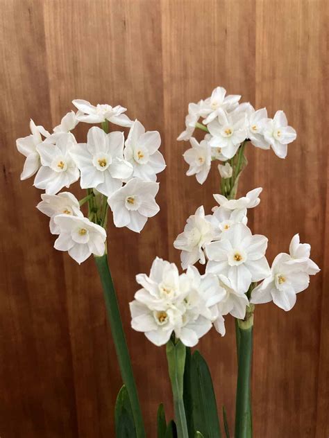 Paperwhites care