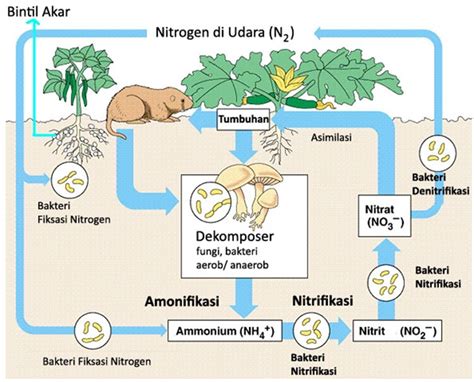 Siklus Biogeokimia