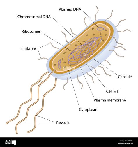 Basic Bacterial Cell Structure