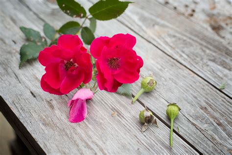 How to Plant Rose Seeds. When adding roses (Rosa spp.) to the garden