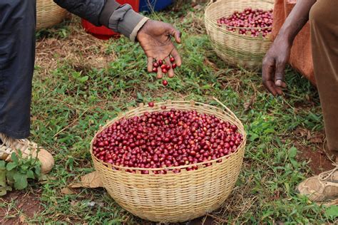 Introducing a Zingy Light Roast Coffee from Rwanda! - Two Chimps Coffee