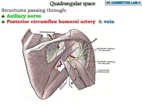 Quadrangular Space Syndrome Manual Therapy by Cambridge Osteopath