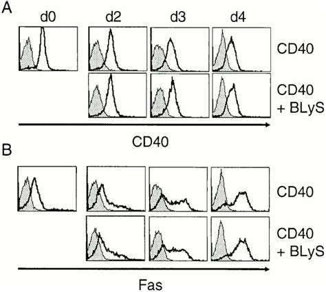 Blys Does Not Regulate Cd40 Or Fas Expression In Vitro Facs® Analysis