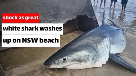 Shock As Great White Shark Washes Up On Nsw Beach Youtube