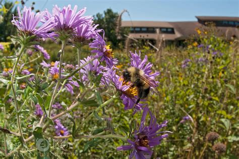 Gallery — A Ghost in the Making: Rusty-patched Bumble Bee