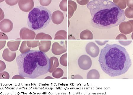 Monocytes And Macrophages