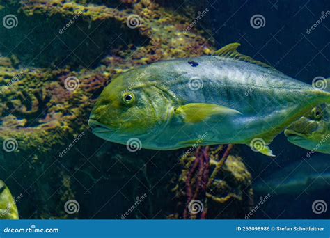 A big fish in the ocean stock photo. Image of diving - 263098986