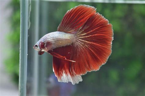 cara merawat anak ikan cupang 1