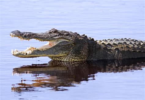 Florida State Reptile