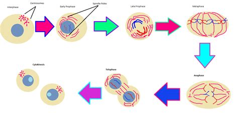 Mitosis Cellular Division And Throat Cancer