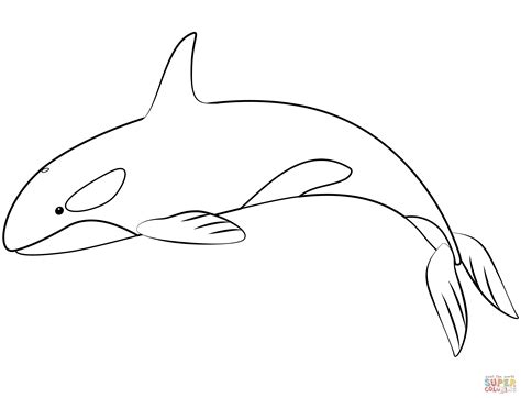 Orca Colouring In