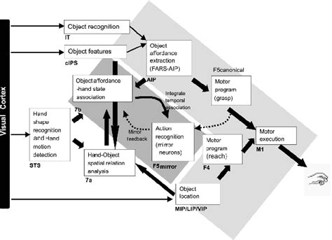 6 A schematic view of the Mirror Neuron System. The Mirror Neuron ...