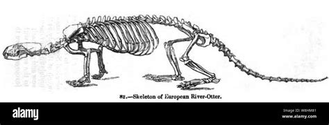 A Eurasian otter skeleton Stock Photo - Alamy