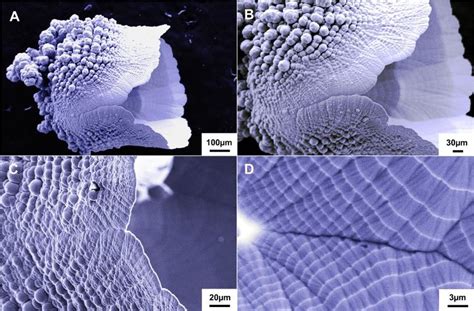Pd-Ni "seashell": general view (a,b), outer © and inner (d) surfaces ...
