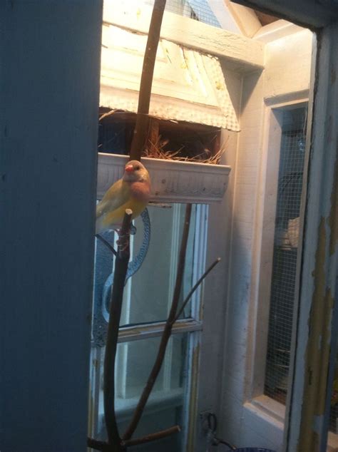 Lady Gouldian Finch And Her Nesting Box Nesting Box Bird Cages Aviary