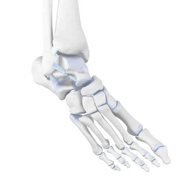 Supination Trauma: Rolling your Ankle