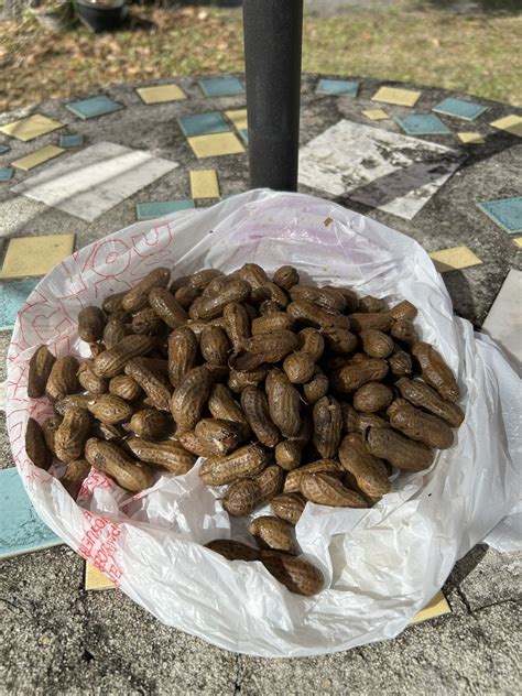 Anthony Sabatini On Twitter The Best Boiled Peanuts In Florida Are