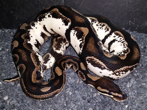 Axanthic Calico Morph List World Of Ball Pythons