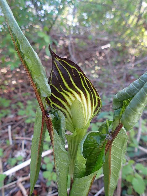 Jack In The Pulpit 1 Photograph By Robert Nickologianis Fine Art America