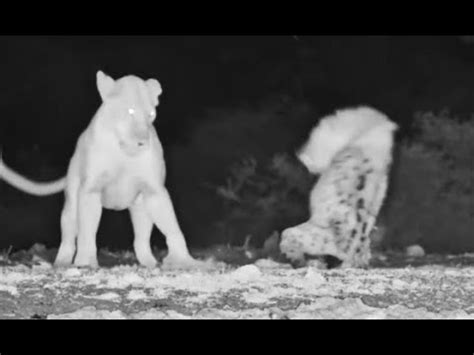 Lioness Surprises Resting Spotted Hyena YouTube