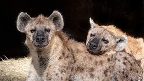 Spotted Hyenas Are Smart, Social, And Ruled By Females – Mystical Raven