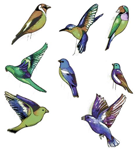tropical birds transparent  stock photo public domain pictures