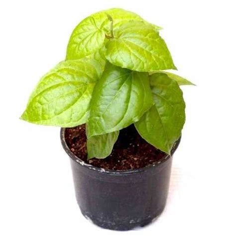 Kolkata Paan Plant at Best Price in Bengaluru, Karnataka | Agri Buzz ...