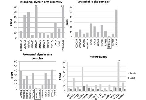 Pcd Gene Expression In The Human Testis And Mmaf Gene Expression In The