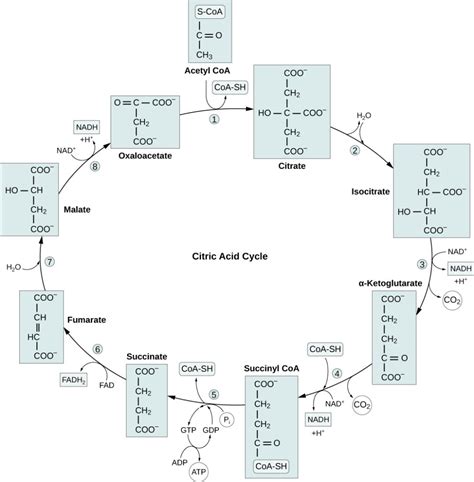 Oxidation Of Pyruvate And The Citric Acid Cycle Biology E For