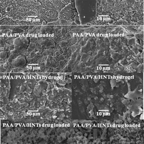 Sem Images Of Paa Pva Drug Unloaded Paa Pva Drug Loaded Hydrogels