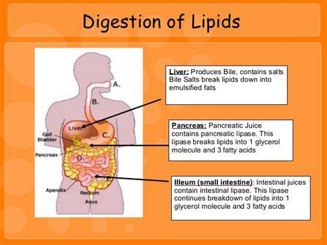 Lipids Slideshow