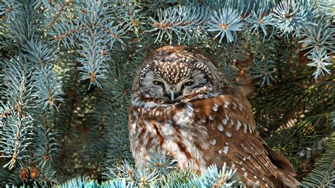 Bing HD Wallpaper 14 Dec 2023: Boreal owl - Bing Wallpaper Gallery