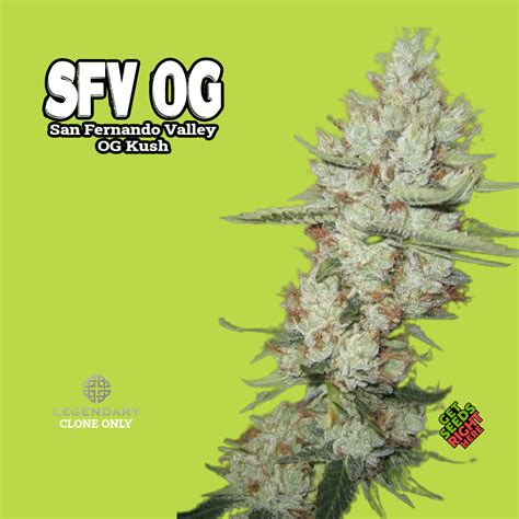 Sfv Og Kush Clone Get Seeds Right Here Order Online