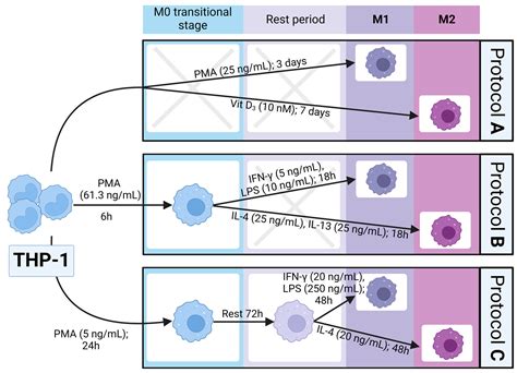 Biomedicines Free Full Text Transcriptomic Analysis Of Macrophage Polarization Protocols