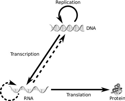 Describing The Central Dogma Of Molecular Biology Biology Practice